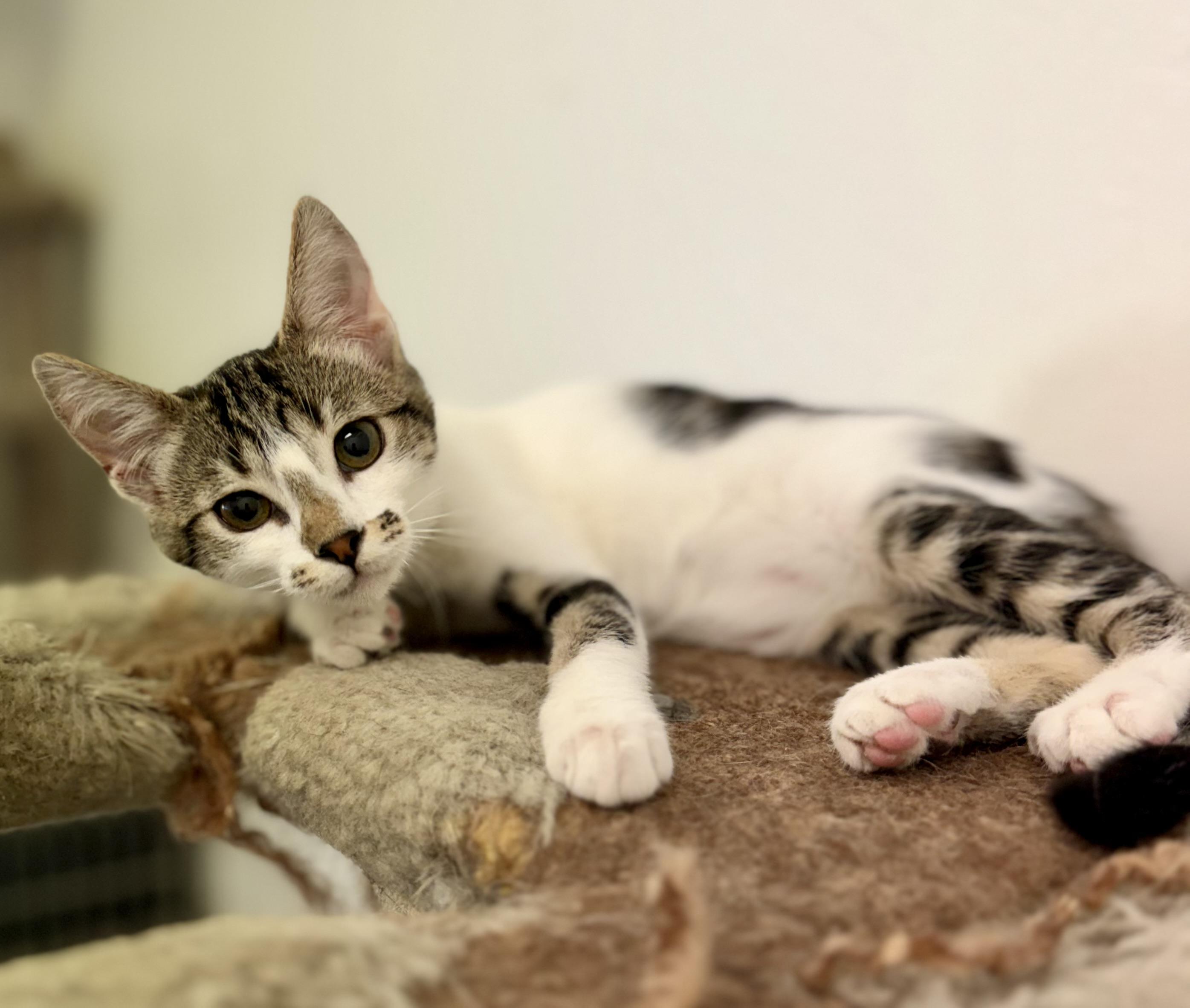 Enlarge Mae West, a Adoptable Domestic Short Hair in Sonora, CA image 1/2