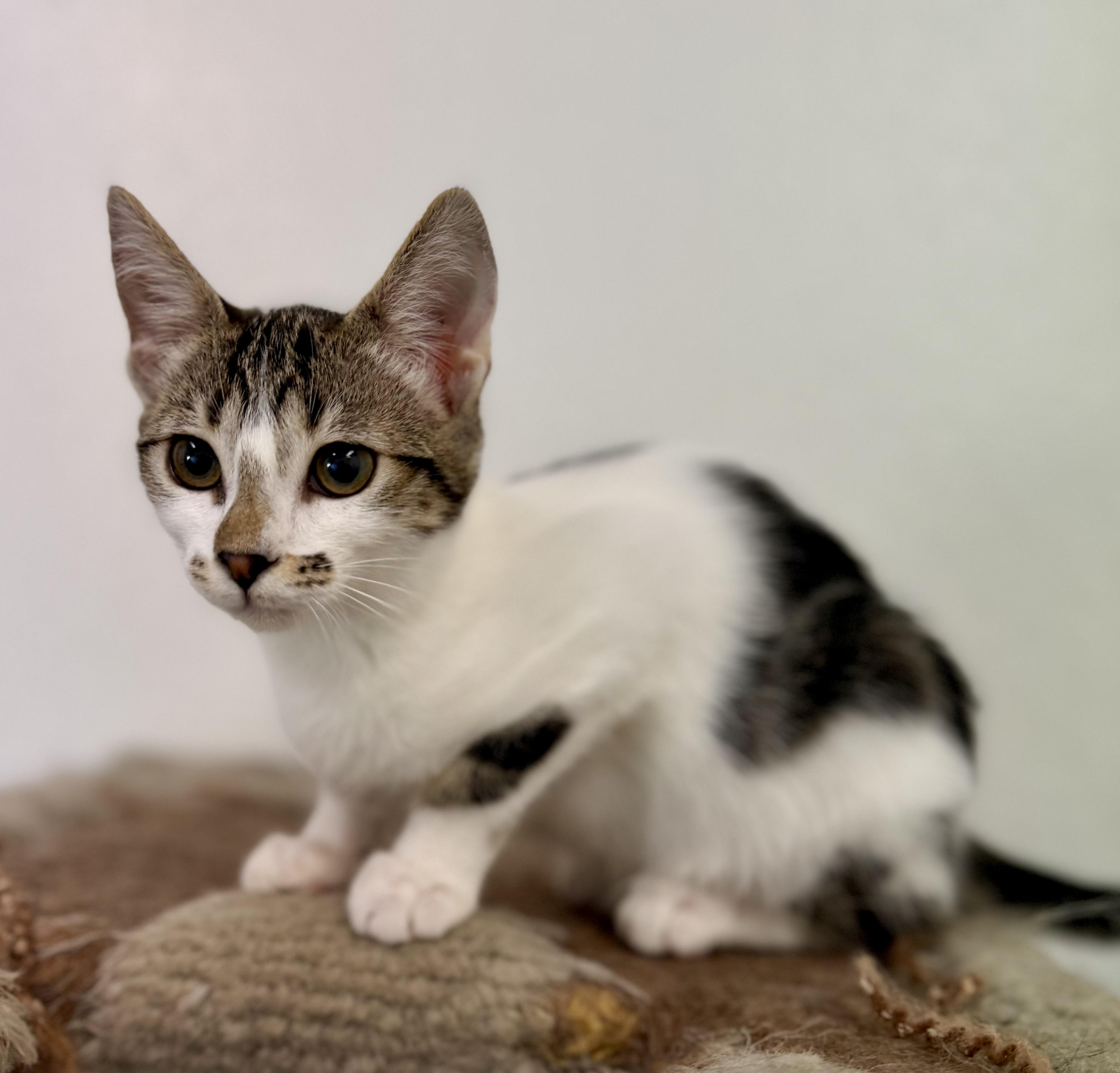 Enlarge Mae West, a Adoptable Domestic Short Hair in Sonora, CA image 2/2