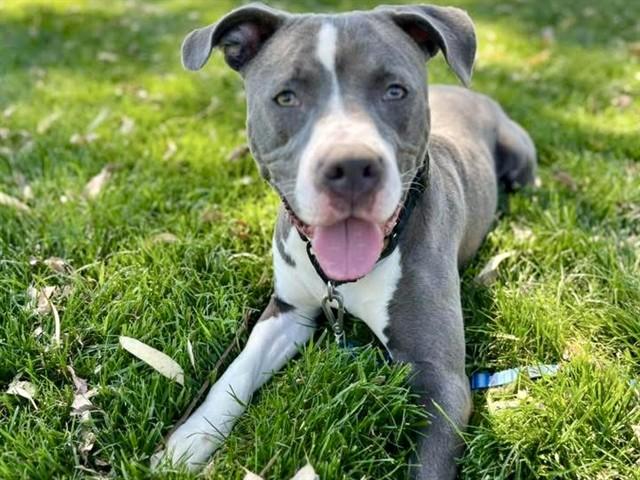 Enlarge AUGIE, a Adoptable mixed breed in Martinez, CA image 1/1