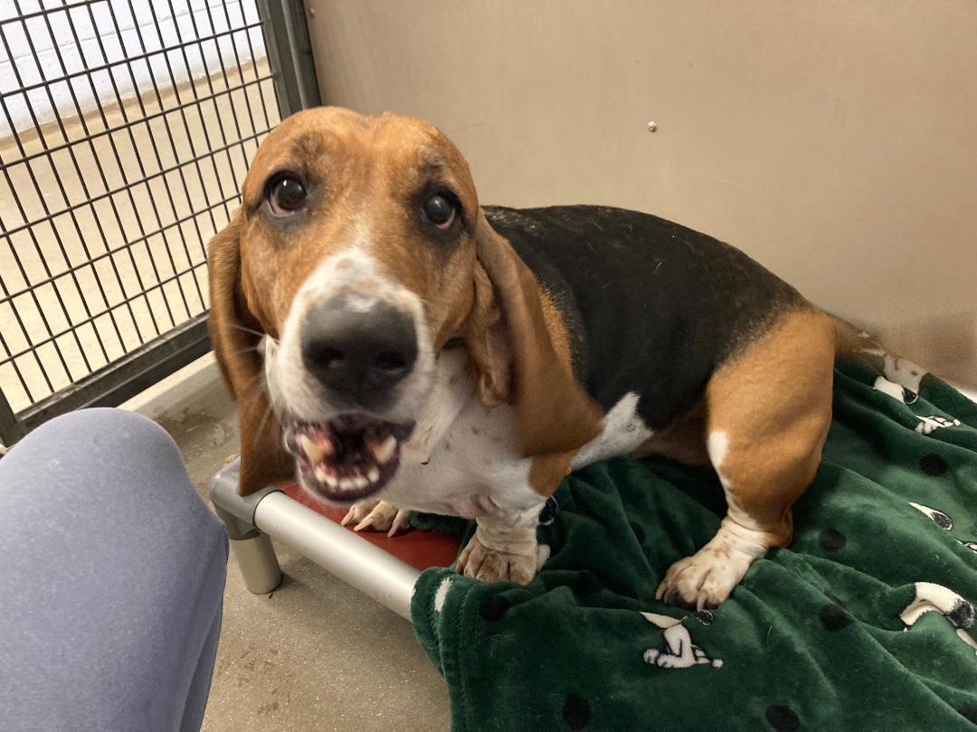 Enlarge Sammy, a Adopted Basset Hound in New Milford, CT image 1/1