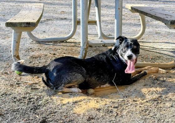 THUNDA, Adoptable, Adult Male Labrador Retriever & Mixed Breed.