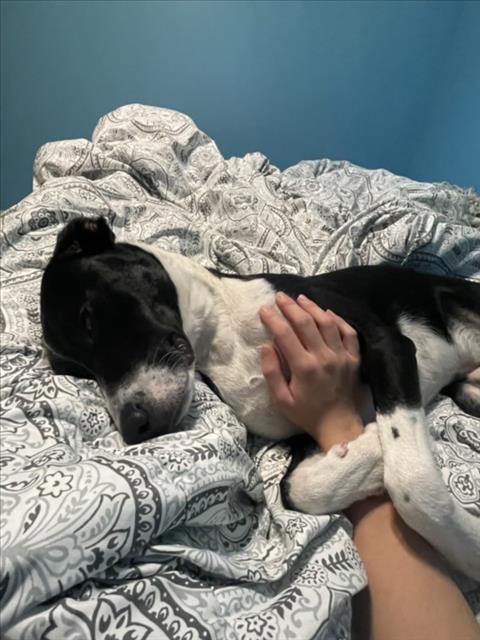 Enlarge THUNDA, a Adoptable mixed breed in Derwood, MD image 1/1