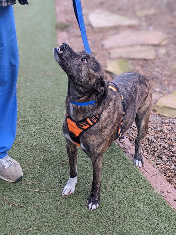 Griffin, Adoptable, Senior Male Hound & Border Collie.