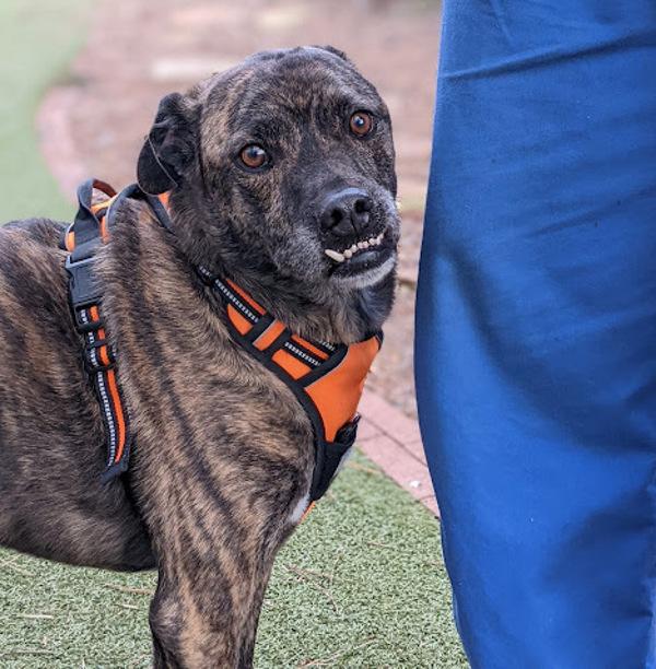Enlarge Griffin, a Adoptable mixed breed in Knoxville, TN image 2/6