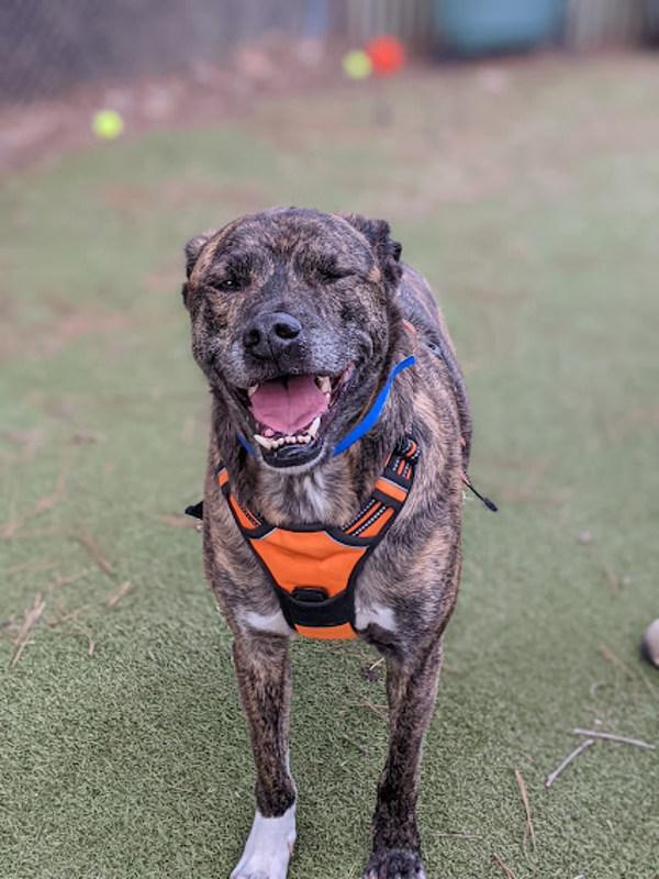 Enlarge Griffin, a Adoptable mixed breed in Knoxville, TN image 3/6