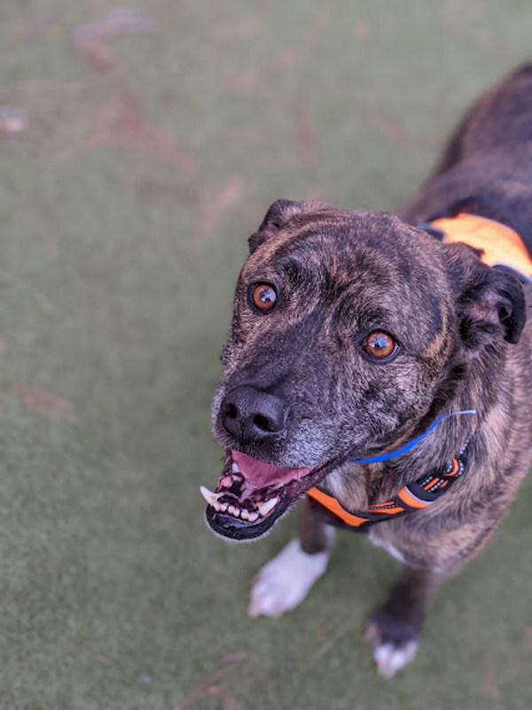 Enlarge Griffin, a Adoptable mixed breed in Knoxville, TN image 4/6