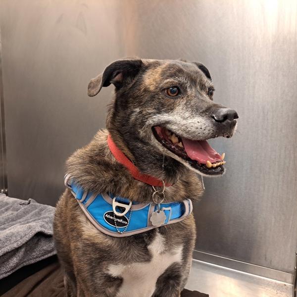 Enlarge Griffin, a Adoptable mixed breed in Knoxville, TN image 5/6