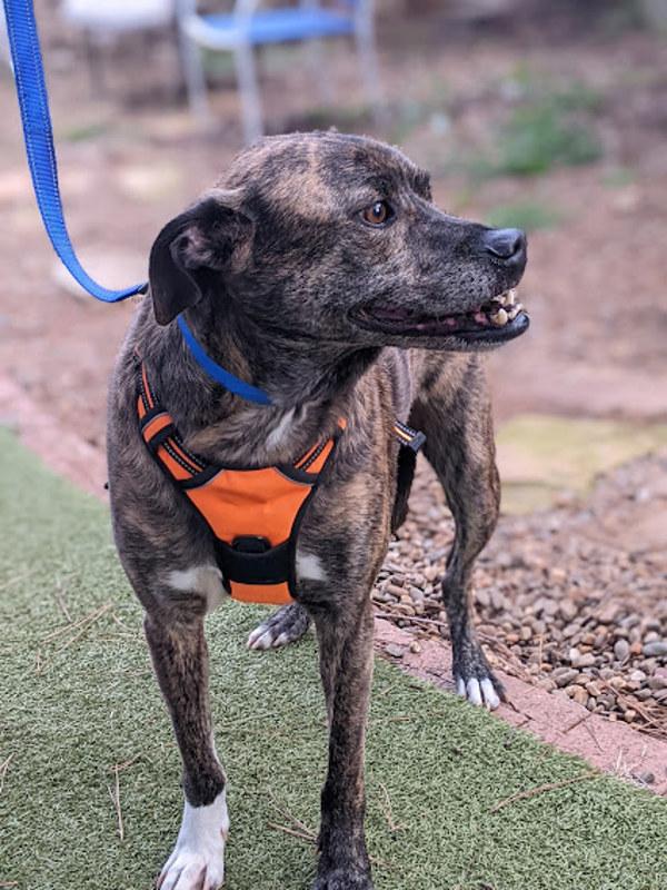 Enlarge Griffin, a Adoptable mixed breed in Knoxville, TN image 6/6