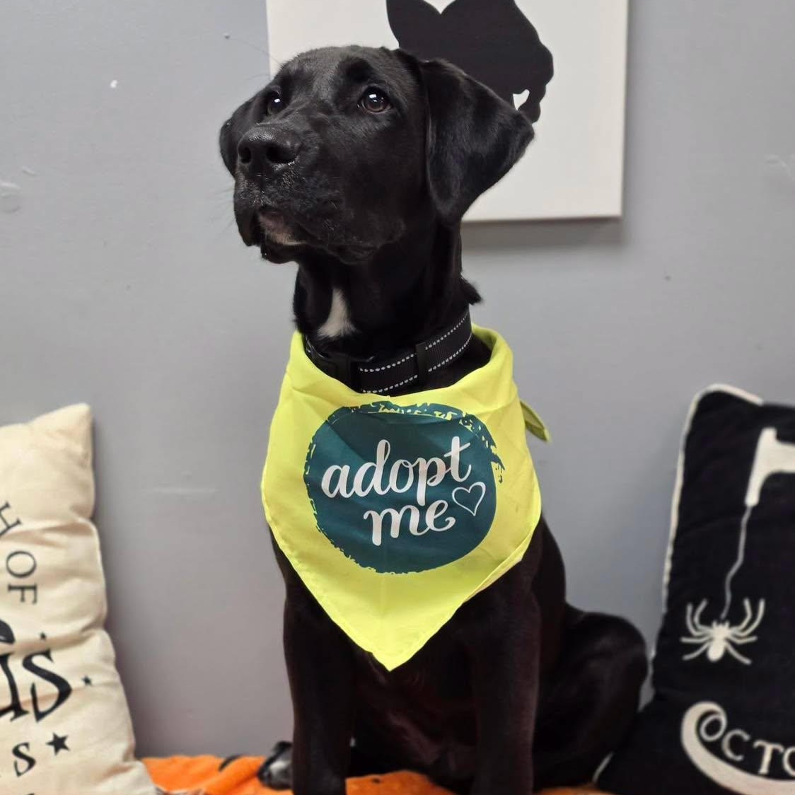 Enlarge Ruckus, a Adoptable mixed breed in Effingham, IL image 2/3