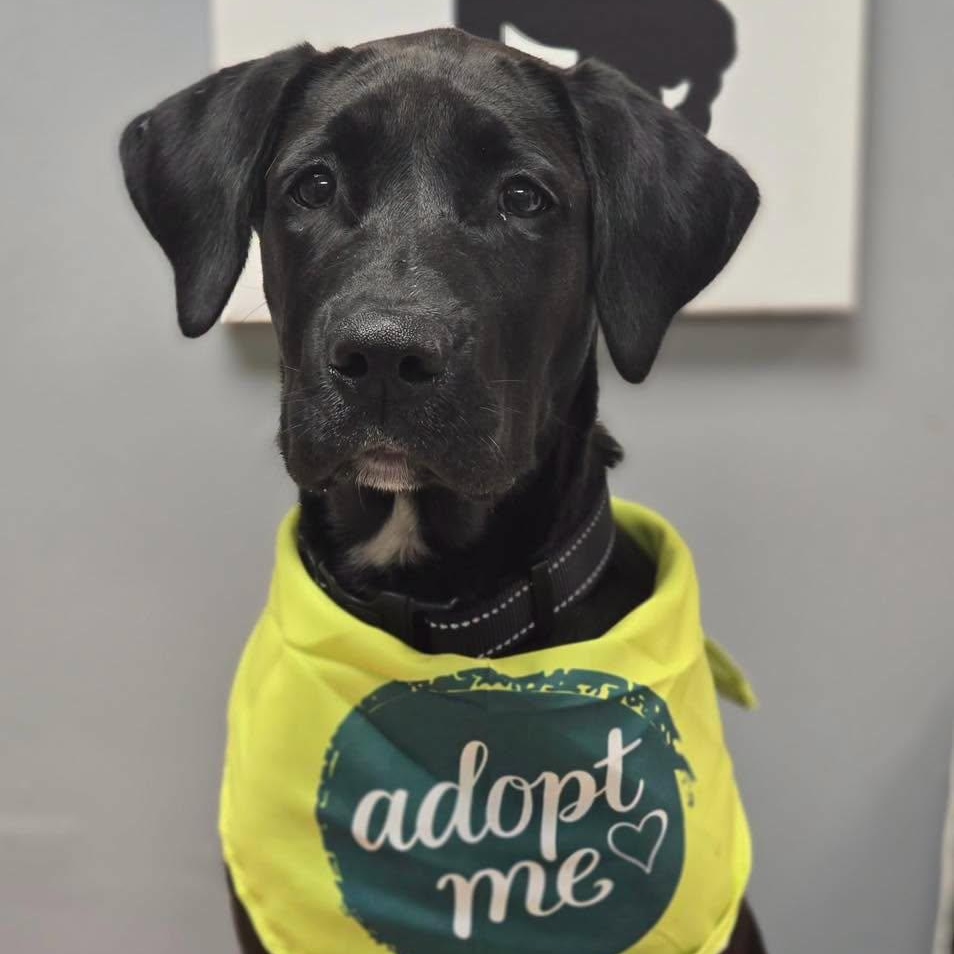 Enlarge Ruckus, a Adoptable mixed breed in Effingham, IL image 1/3