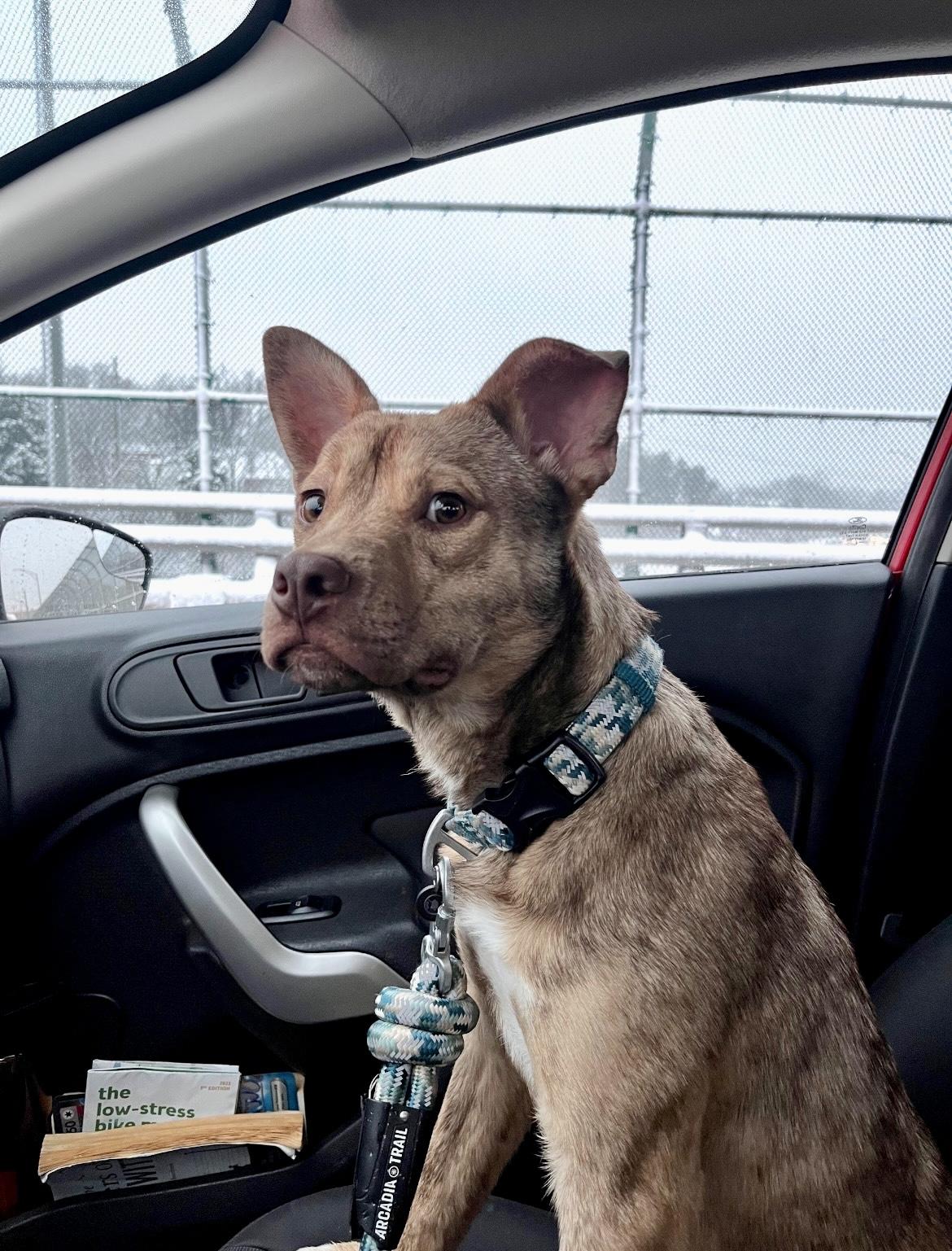 Enlarge Puck, a Adoptable mixed breed in Cincinnati, OH image 2/6