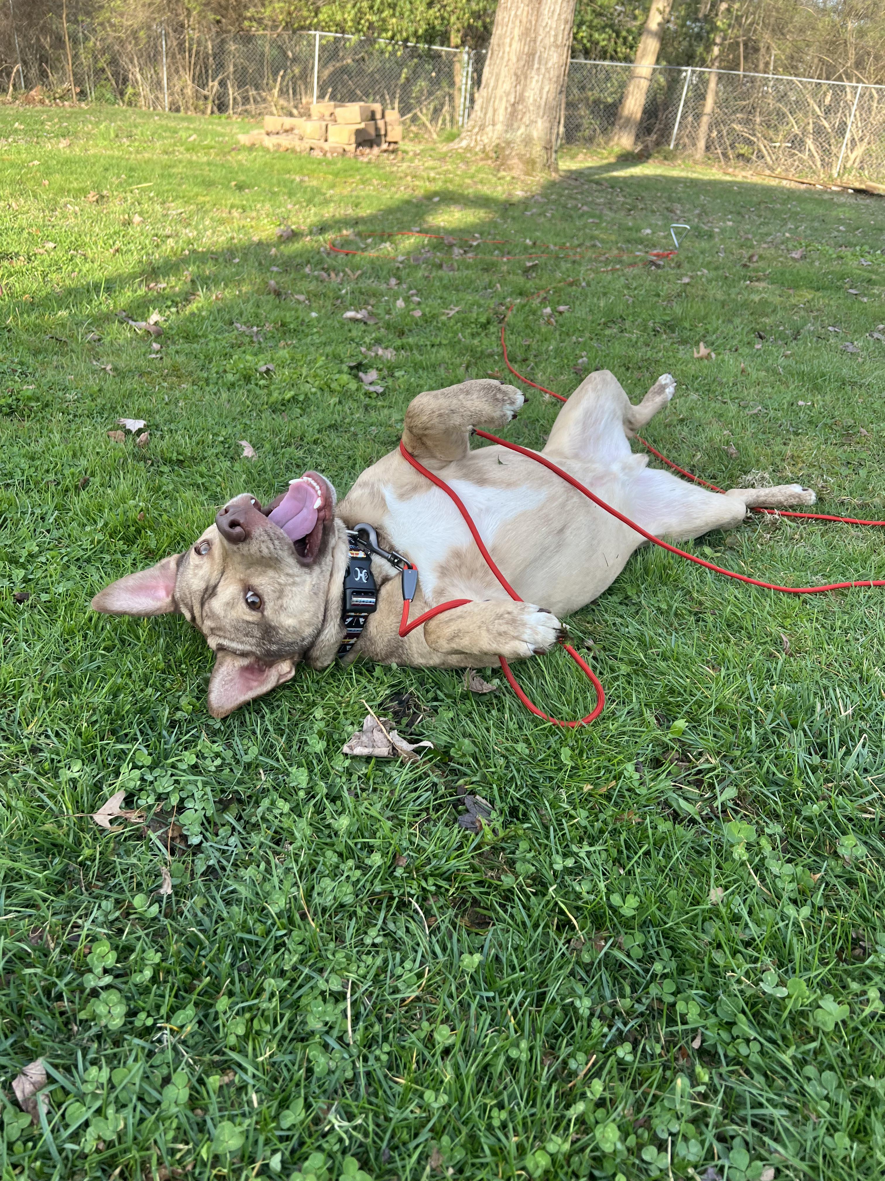 Enlarge Puck, an adoptable mixed breed in Cincinnati, OH image 1/5