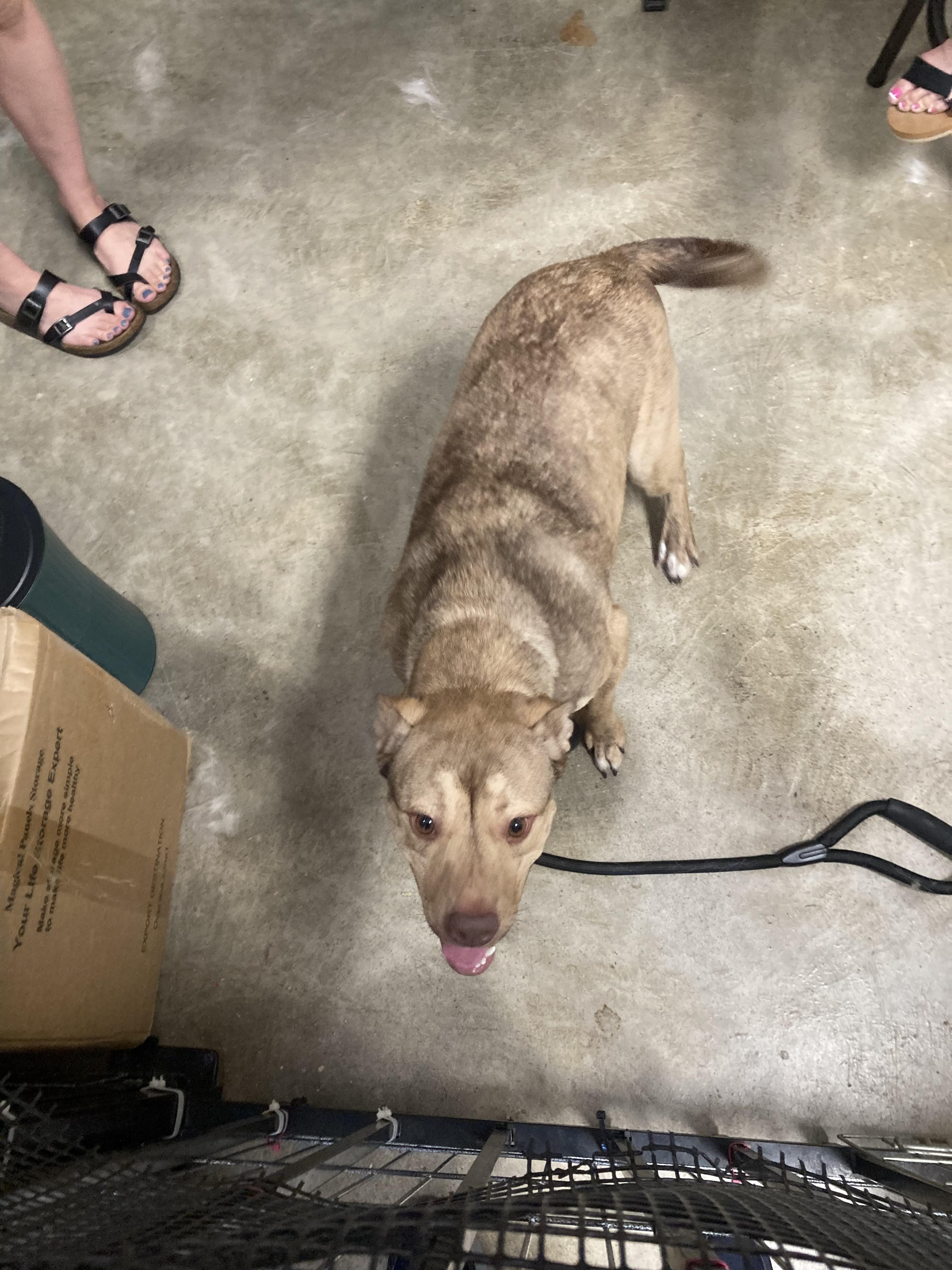 Enlarge Puck, a Adoptable mixed breed in Cincinnati, OH image 6/6