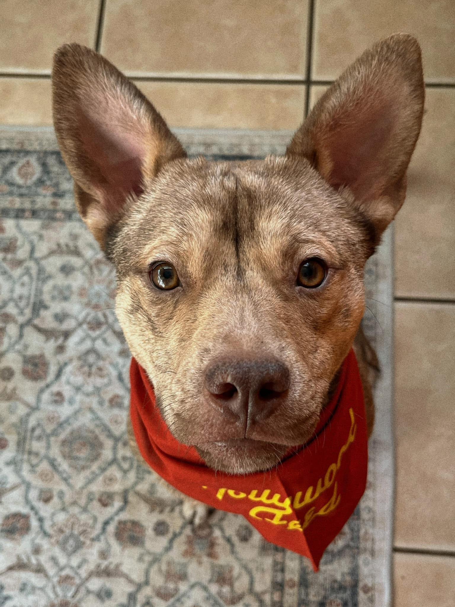 Enlarge Puck, a Adoptable mixed breed in Cincinnati, OH image 3/6