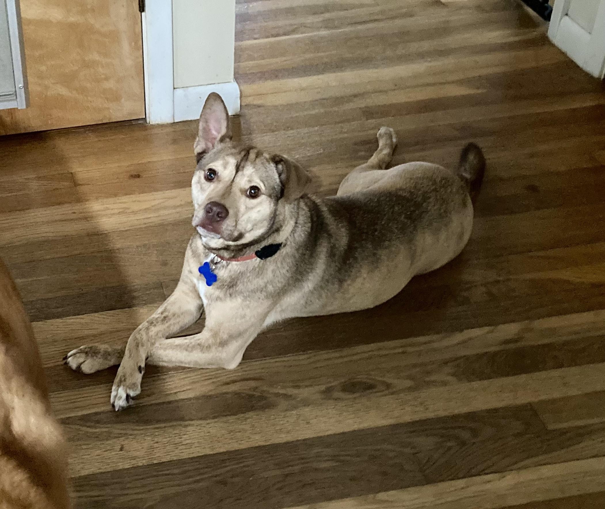 Puck, adoptable, Adult Male Cattle Dog & American Staffordshire Terrier.