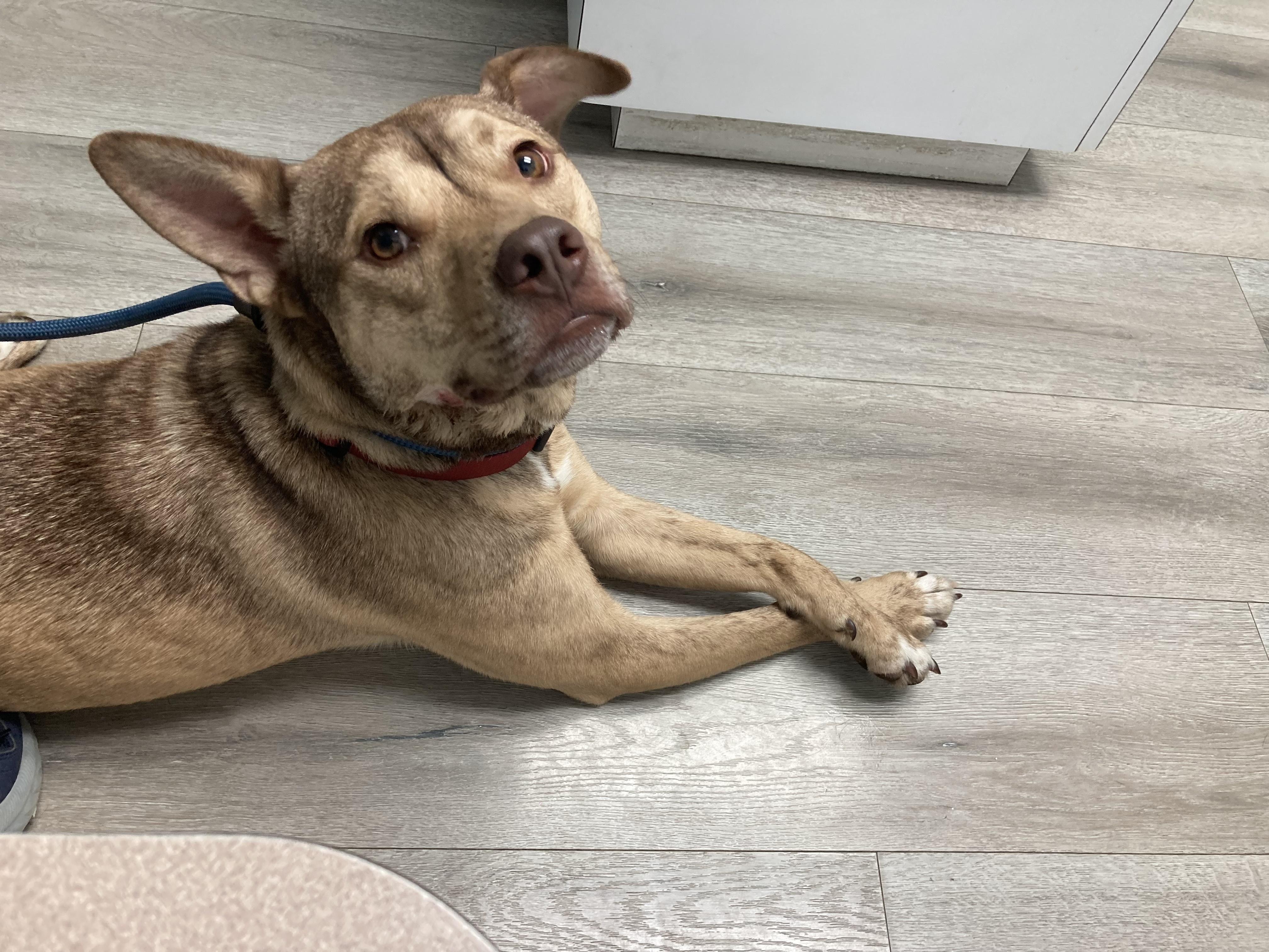 Enlarge Puck, an adoptable mixed breed in Cincinnati, OH image 6/6