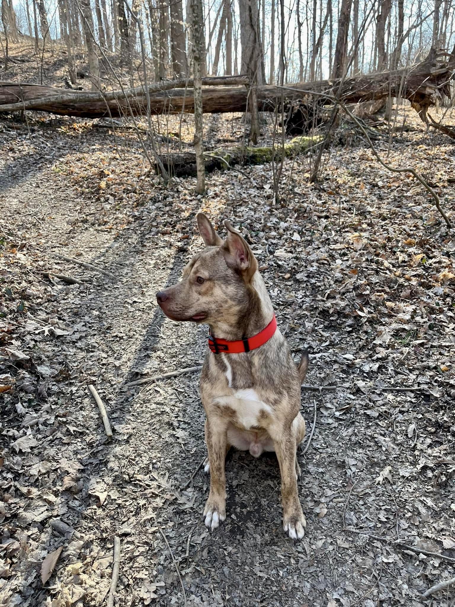 Enlarge Puck, a Adoptable mixed breed in Cincinnati, OH image 4/6