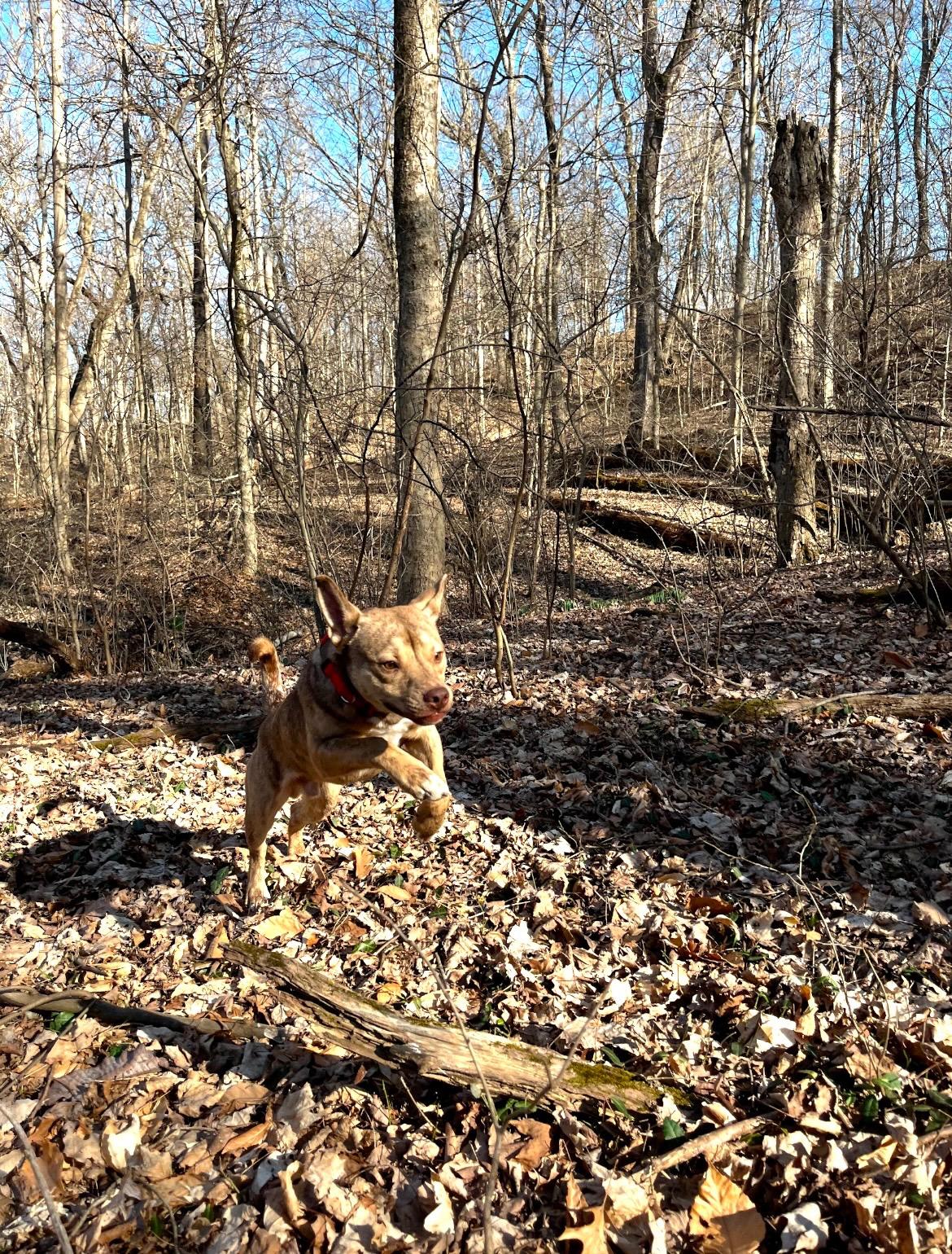 Enlarge Puck, a Adoptable mixed breed in Cincinnati, OH image 5/6