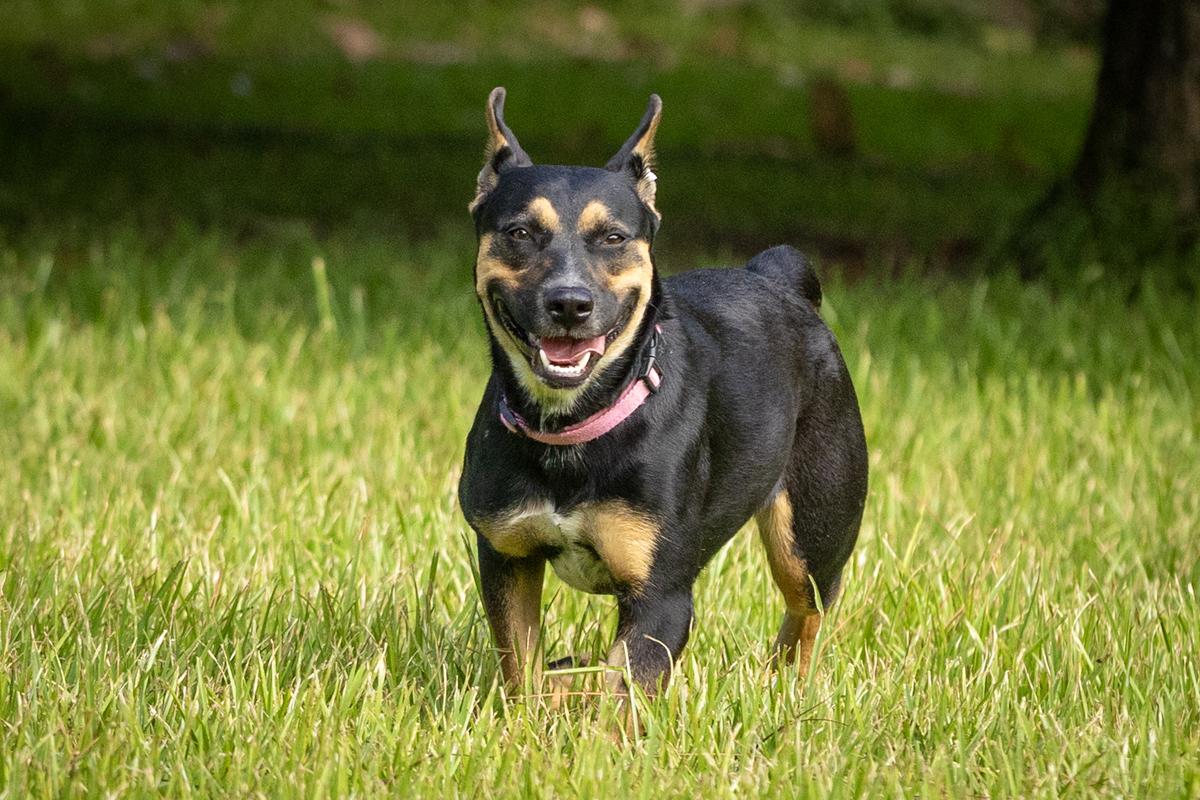 Dora Dayton, Adoptable, Adult Female Australian Kelpie & Shepherd.