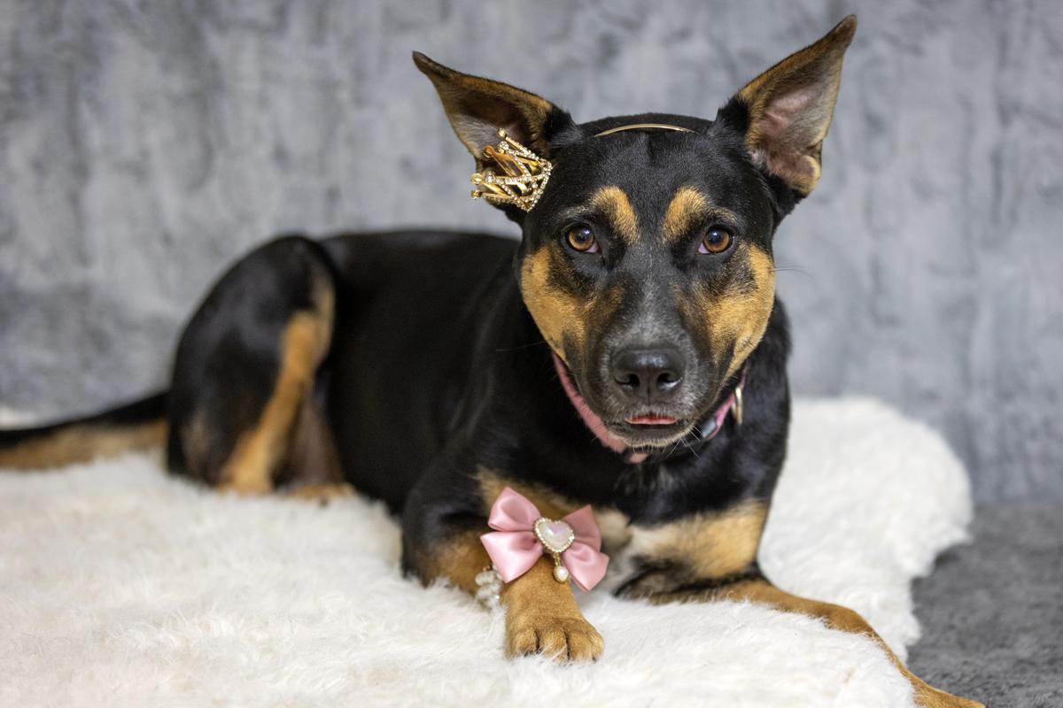 Enlarge Dora Dayton, a Adoptable mixed breed in Dublin, OH image 2/5