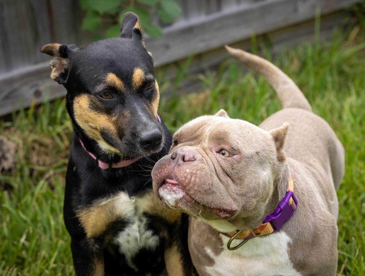 Enlarge Dora Dayton, a Adoptable mixed breed in Dublin, OH image 5/5