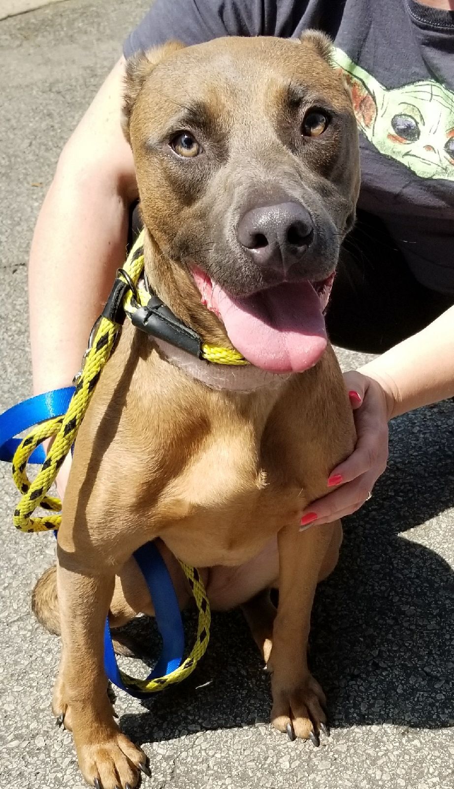Enlarge Betsy, a Adoptable mixed breed in Gainesville, GA image 2/5