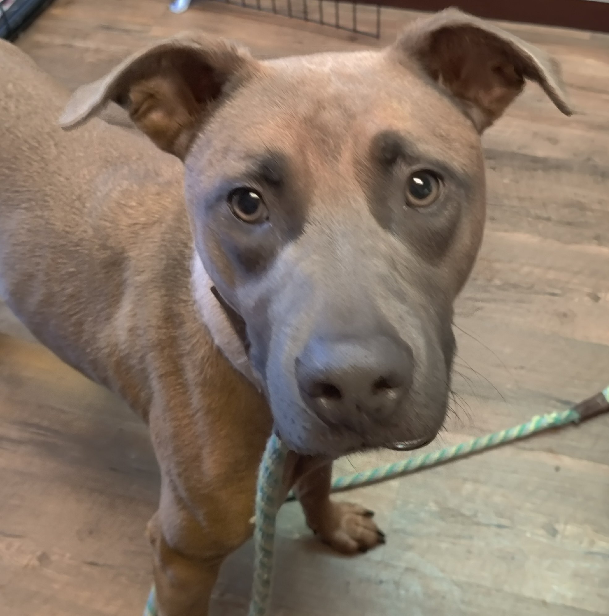 Enlarge Betsy, a Adoptable mixed breed in Gainesville, GA image 3/5