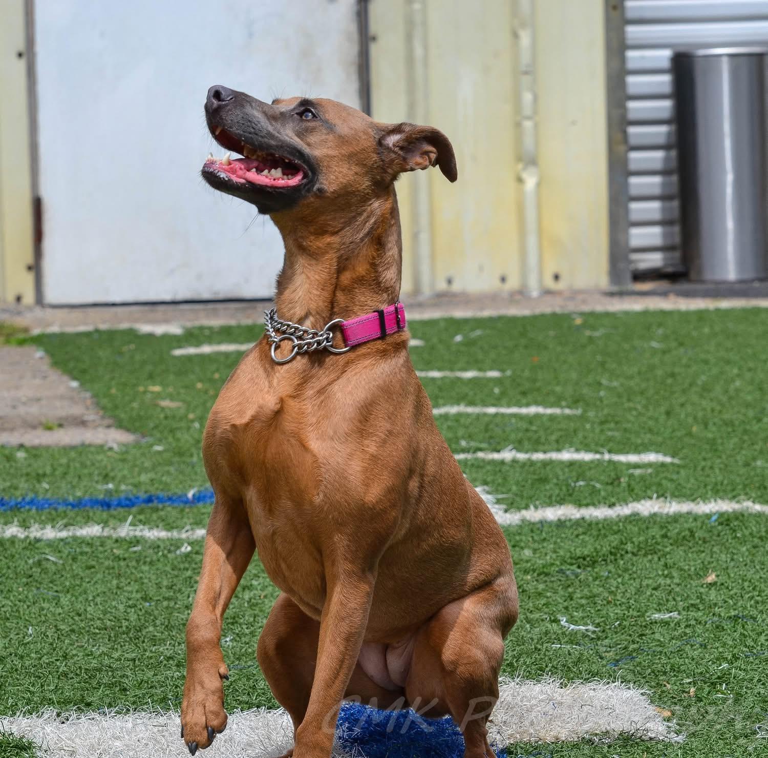 Betsy, Adoptable, Young Female Doberman Pinscher & Hound.