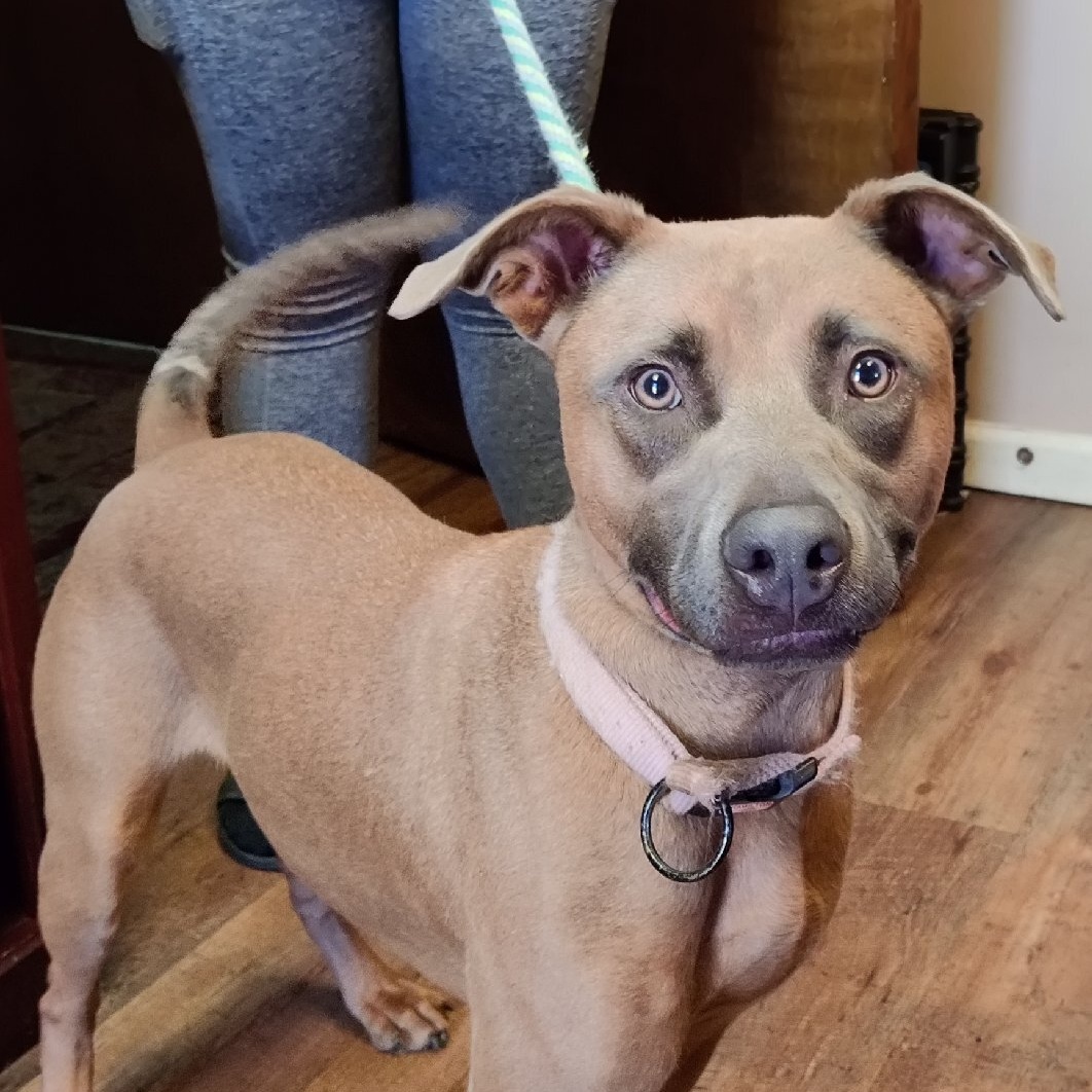 Enlarge Betsy, a Adoptable mixed breed in Gainesville, GA image 1/5