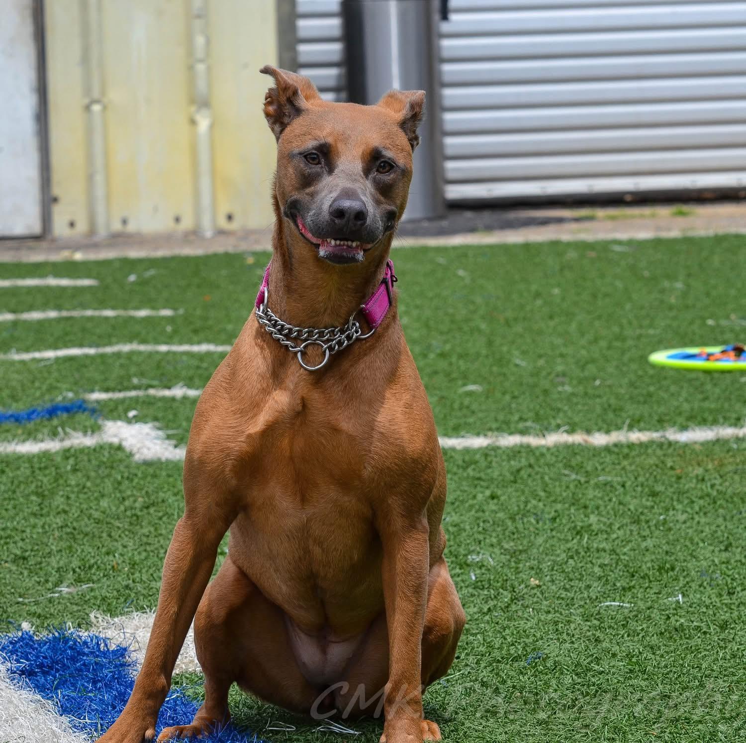 Enlarge Betsy, a Adoptable mixed breed in Gainesville, GA image 5/5