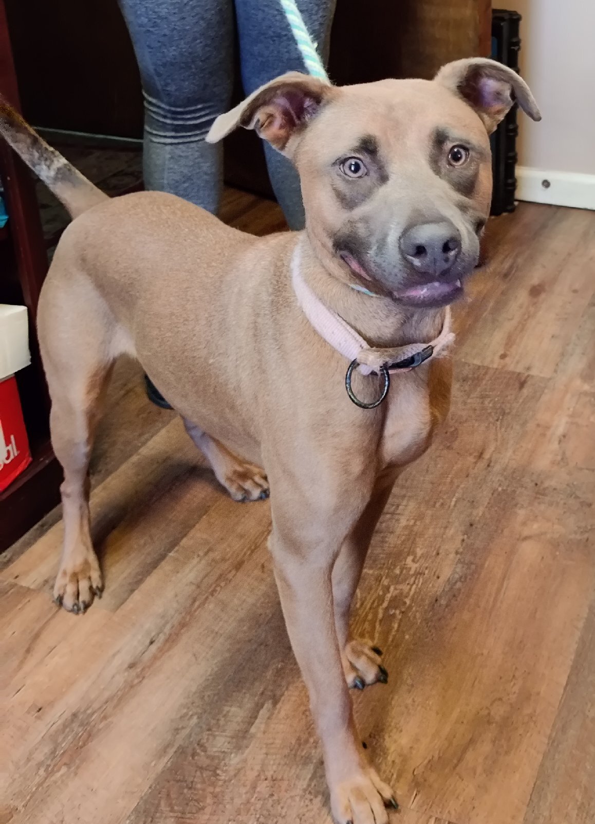 Enlarge Betsy, a Adoptable mixed breed in Gainesville, GA image 4/5