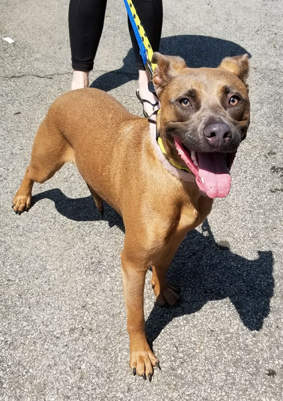 Enlarge Betsy, a Adoptable mixed breed in Gainesville, GA image 5/5