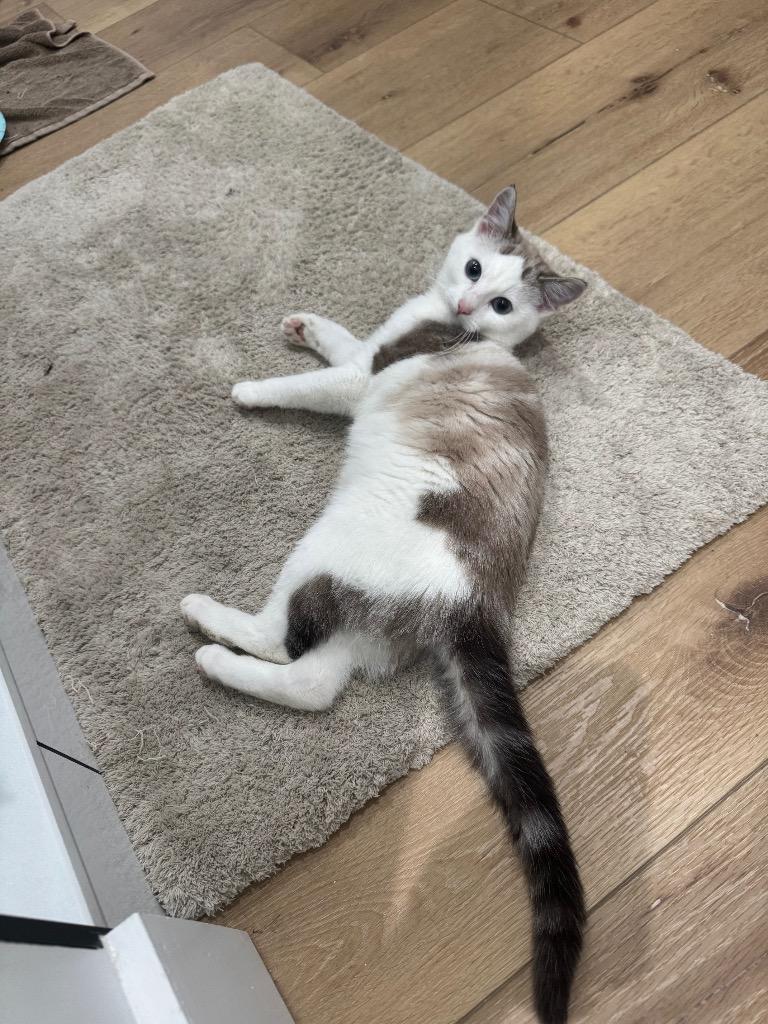 Charlie Kay, Adoptable, Kitten Female Domestic Short Hair.