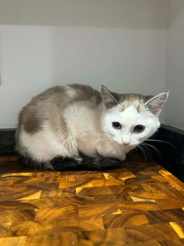 Enlarge Charlie Kay, a Adoptable mixed breed in Johnson City, TN image 1/1