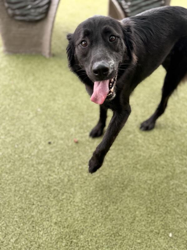 Lucky, Adoptable, Adult Male Flat-Coated Retriever & German Shepherd Dog.