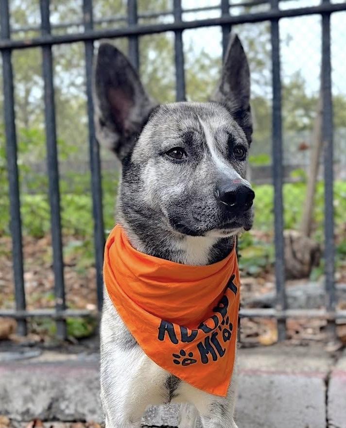 Enlarge JayJay (JJ), a Adoptable mixed breed in Manahawkin, NJ image 3/6