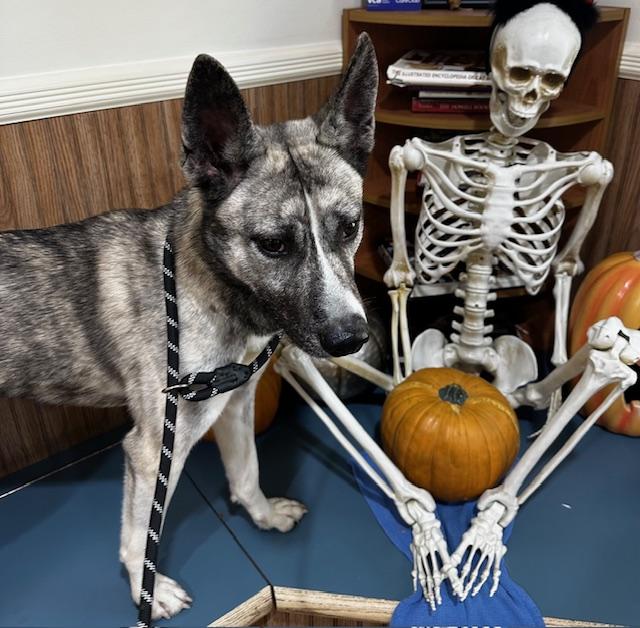 Enlarge JayJay (JJ), a Adoptable mixed breed in Manahawkin, NJ image 6/6