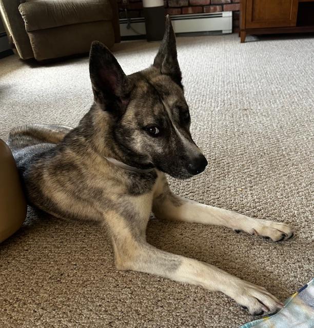 Enlarge JayJay (JJ), a Adoptable mixed breed in Manahawkin, NJ image 2/6