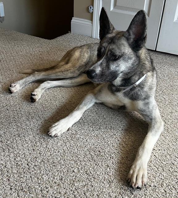 Enlarge JayJay (JJ), a Adoptable mixed breed in Manahawkin, NJ image 5/6