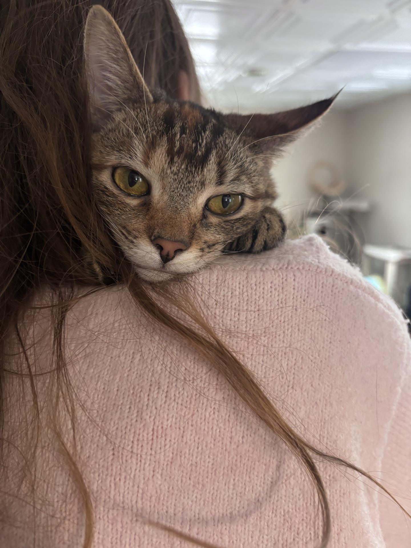 Enlarge Squirt, a Adoptable Tabby in Greensburg, PA image 4/6