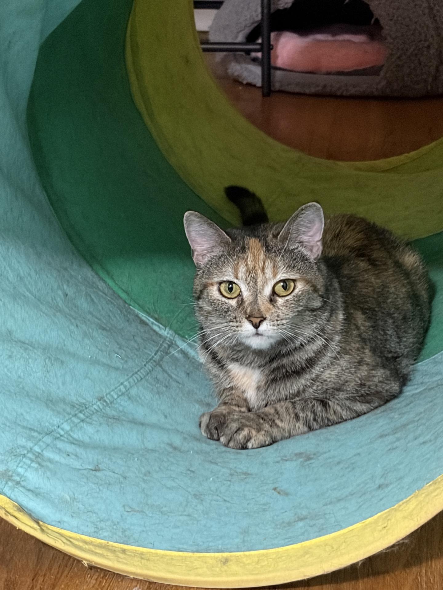 Enlarge Squirt, a Adoptable Tabby in Greensburg, PA image 5/6