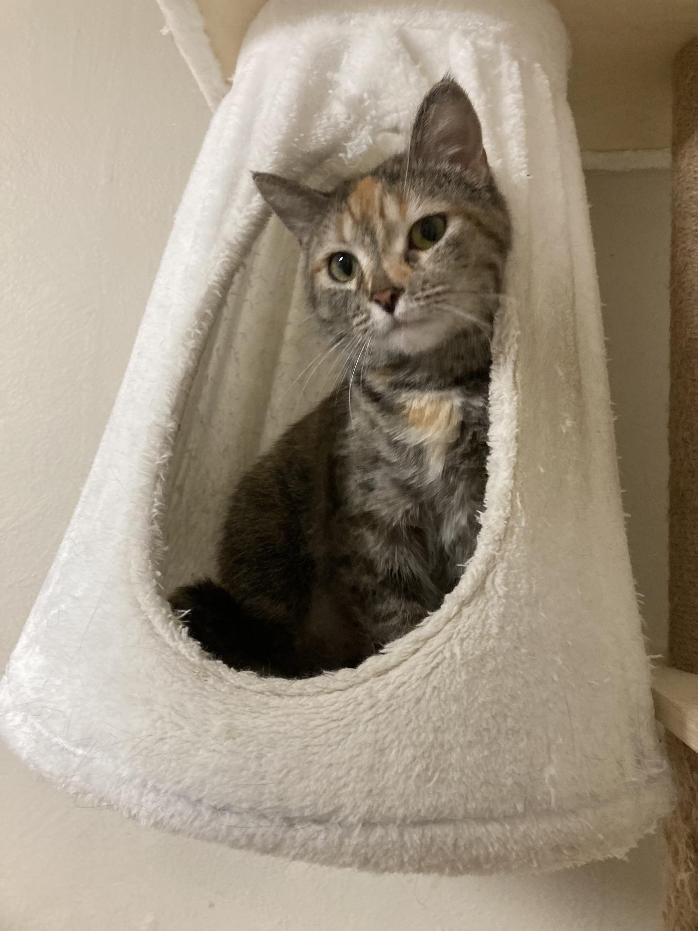 Enlarge Squirt, a Adoptable Tabby in Greensburg, PA image 6/6