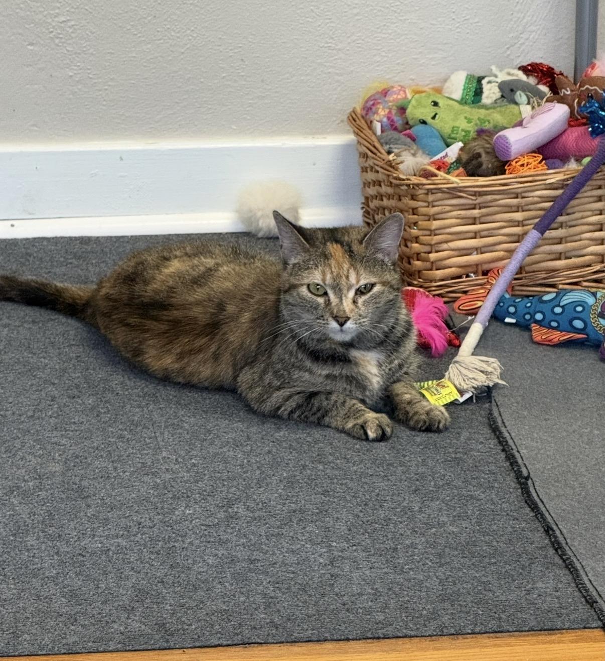 Enlarge Squirt, a Adoptable Tabby in Greensburg, PA image 3/6