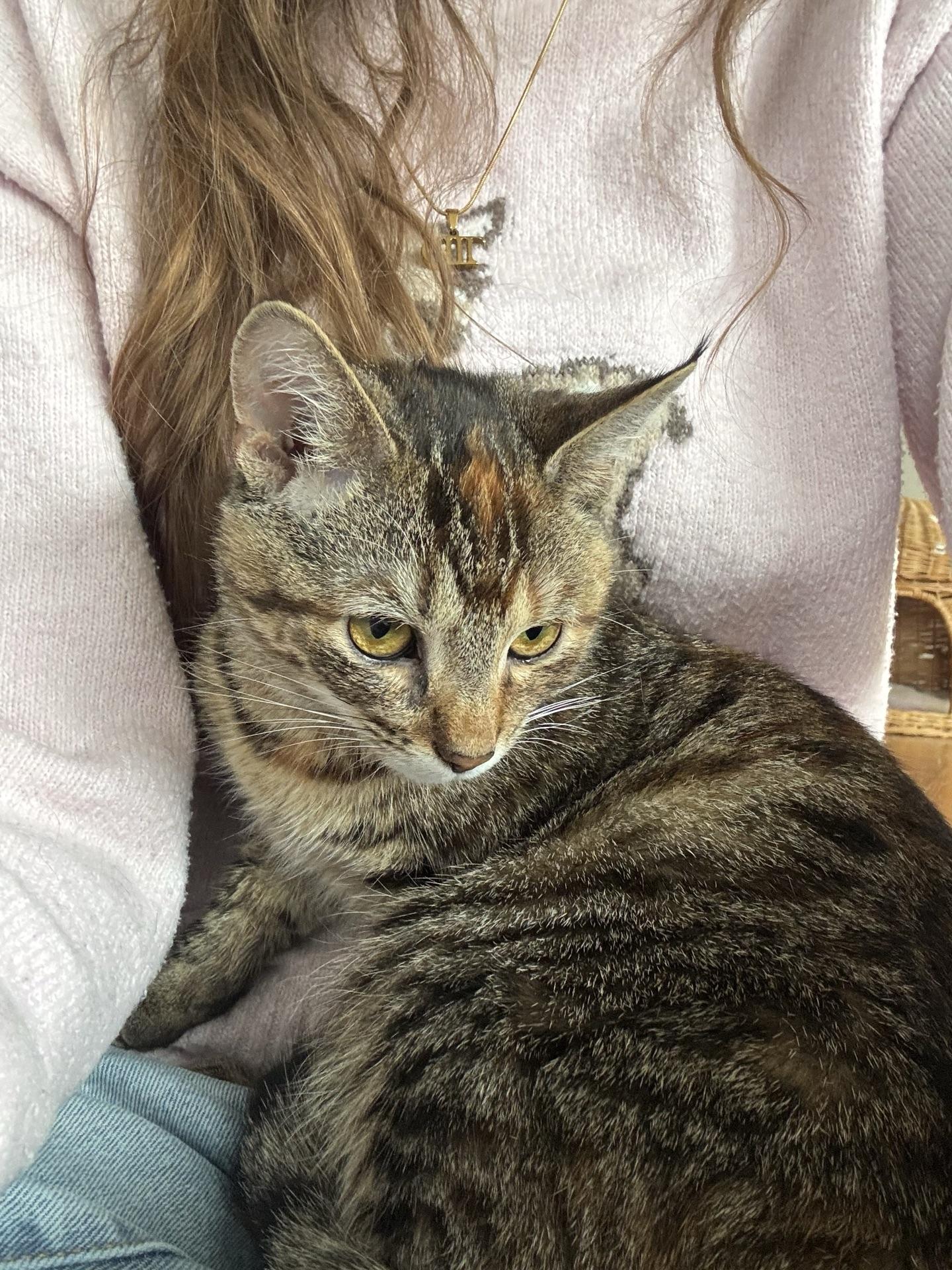 Enlarge Squirt, a Adoptable Tabby in Greensburg, PA image 2/6