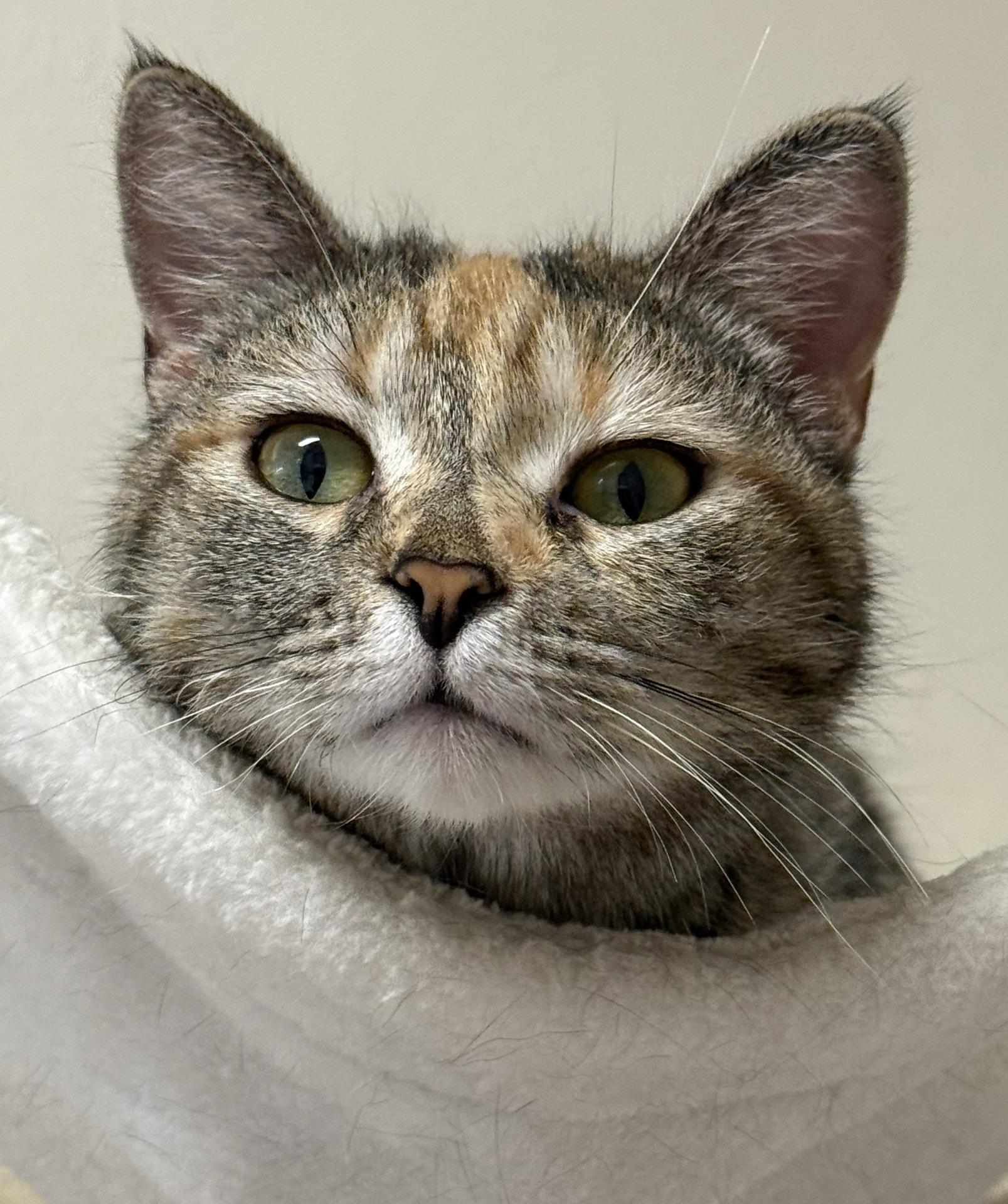 Squirt, Adoptable, Young Female Tabby.
