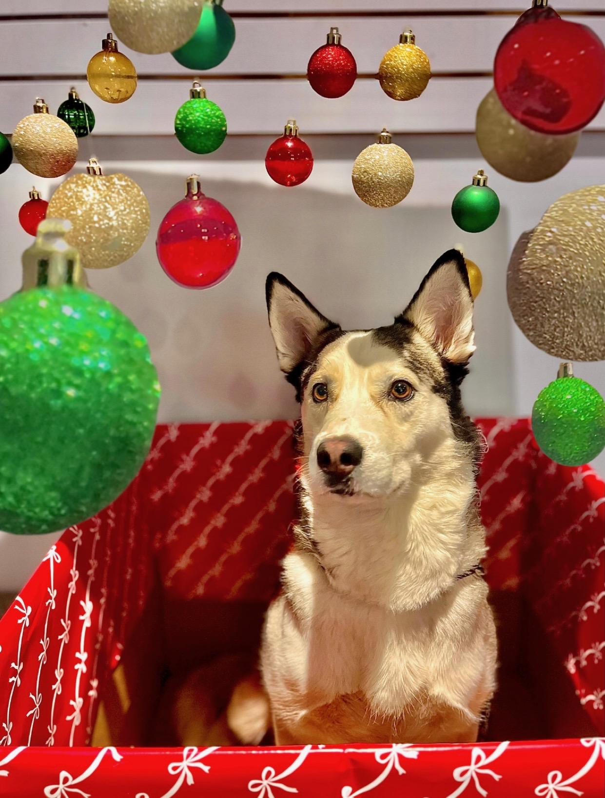Loki, Adoptable, Adult Male Husky.