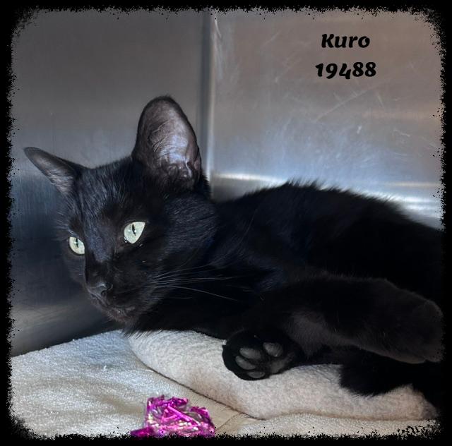Enlarge KURO, a ADOPTABLE mixed breed in Marietta, GA image 3/4