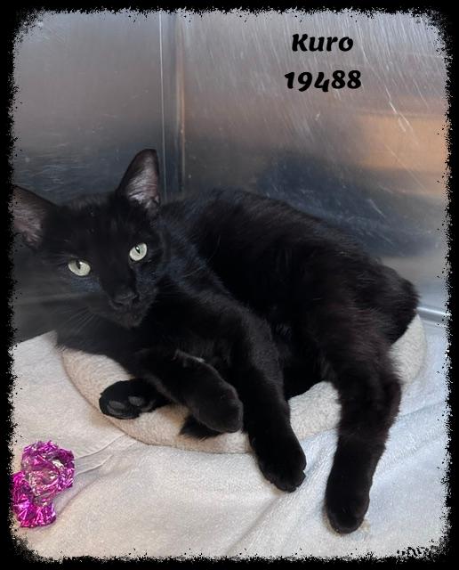 Enlarge KURO, a ADOPTABLE mixed breed in Marietta, GA image 1/4