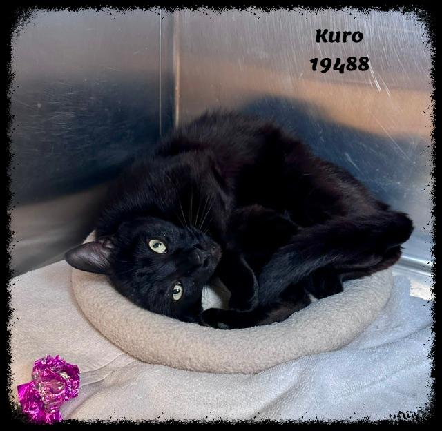 Enlarge KURO, a ADOPTABLE mixed breed in Marietta, GA image 4/4