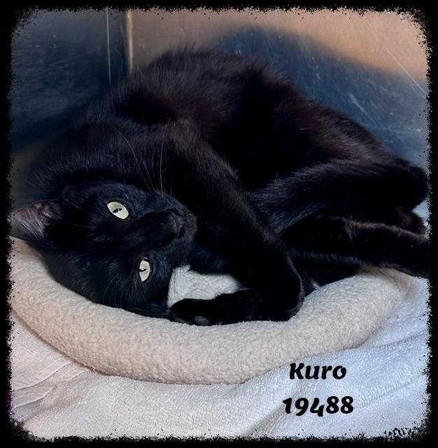 Enlarge KURO, a ADOPTABLE mixed breed in Marietta, GA image 2/4
